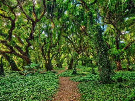 Magical enchanted forest maui